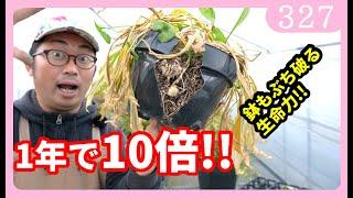 【一年で10倍に増える】カラーの育て方！ｂｙ園芸チャンネル 園芸 ガーデニング 初心者 327