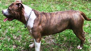 Jade is here to stay! American bully ULTRA CLASS FAMILY