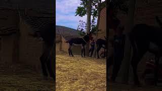 Funniest Donkey Ever! Donkey Training the fun way! 369