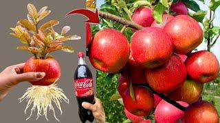 LIVE From Seed to Sapling: Your Guide to Growing an Apple Tree