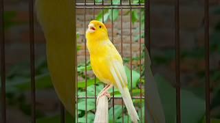 bird sound #bird #canary #animal #canarysinging #birds #birdsounds #birdsinging #animals #canarysong