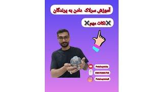 آموزش سرلاک دادن به طوطیسانان و انواع پرندگان زینتی