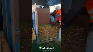 Grama São Carlos