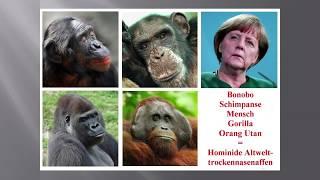 Colin Goldner - Bruder Chimpanse, Schwester Bonobo: Grundrechte für große Menschenaffen