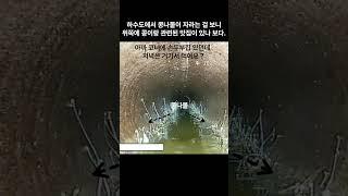 하수도만 봐도 맛집을 알아볼 수 있습니다. #하수도#바퀴벌레#나방파리#하수구
