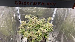 Indoor grow 2023: Spider Farmer G-3000 flowering Gazzurple