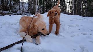 Golden Retriever's Share a Stick......or Not!