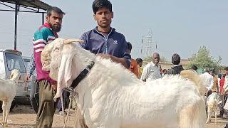 Dewas Bakra Mandi 28 November 2024