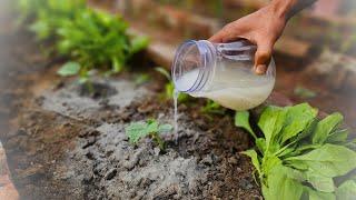 Cucumbers will grow in a moment! Just pour this over the cucumber - liquid fertilizer for cucumber