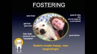 Muttville Senior Dog Rescue apprenticeship webcast