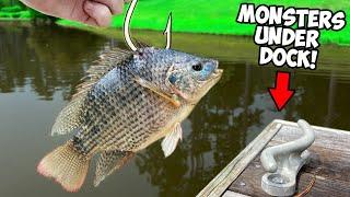 LIVE BAITING for dock MONSTERS! (GIANT LIVE BAIT)