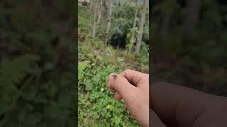 Honey bees fly back to their pockets to keep money - the daily life of father and son
