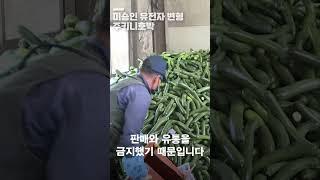 쓰레기가 된 주키니 호박 7톤