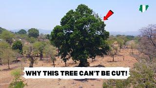 A Town in Nigeria where cutting down Trees are FORBIDDEN