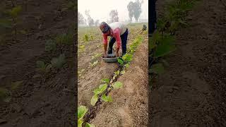 Brinjal crop farming // garden farming // how to do garden farming