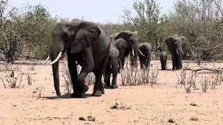 Parade of elephants hading to the water.