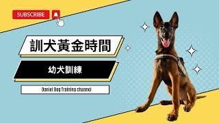 黃金訓犬時間 - 幼犬訓練