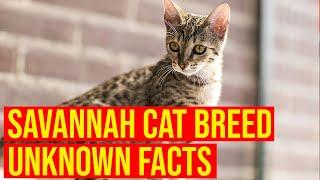 The Savannah Cat Breed  What You Need To Know Before Owning One/ All Cats