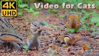 Singing in the Sunflower Meadow: Bright Bird and Squirrels Moments for Cats to Watch  4K