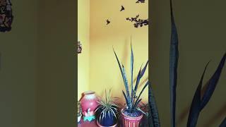 Balcony Decor Ideas | Cozy Corner | Good Vibes | #balconygarden #balconydecor#hobbysoul #fyp #viral