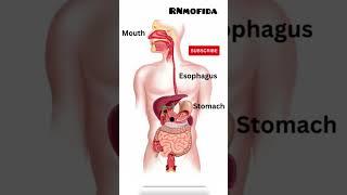 how to digest food| 3D animation #anatomy #human #body #organs #physiology #bone