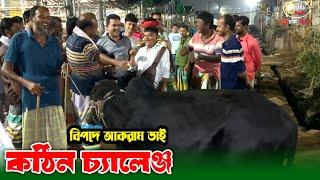 কঠিন চ্যালেঞ্জের মুখে আকরাম ভাই! চাকা বাংলা! cow price in Bangladesh