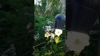 Хочешь обрести новую профессию ландшафтного дизайнера,в этом поможет школа ландшафтного дизайна ВИД