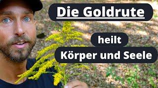 Die Goldrute heilt Körper und Seele - Bestimmung, Heilwirkung und Inhaltsstoffe