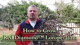 How to grow Red Diamond™ Loropetalum (Red Flowering Purple Foliage Evergreen Shrub)