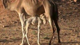 Mauritania : from Ouadane to the  Atlantic Ocean