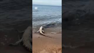 When you thought Australian beaches couldn't get any scarier | ABC News