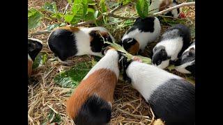 Guinea pig herd having a super snack