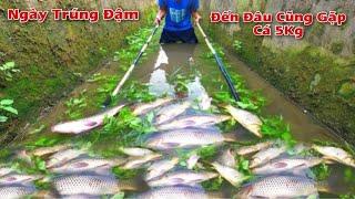 Kích Cá 1 Ngày Trúng Đậm Đi Đến Đâu Cũng Bắt Được Cá To Trên 5Kg || Catch fish