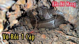 Trúng Đậm Rồi Vô 1 Cặp Hổ Mang | Mười Thương Săn Bắt