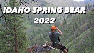 IDAHO SPRING BLACK BEAR HUNT 2022: A TASTE OF THE WILD