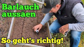 Bärlauch aussäen: Bärlauch im Garten richtig säen