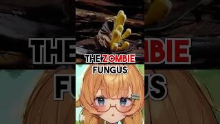 THIS FUNGI Turns INSECTS Into ZOMBIES?!