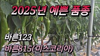 2025년 신품종 ..미스코리아처럼 이뿌게 달립니다.