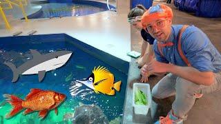 Blippi Visits an Aquarium (Ody Aquarium) - Blippi | Educational Videos for Kids