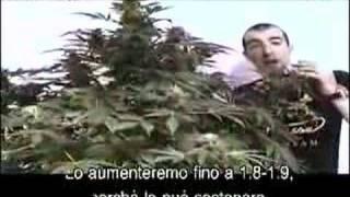 Green House Seed Co The Doctor Grow with Italian Subtitles