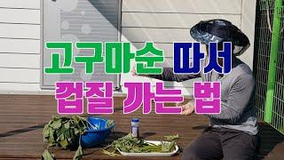 반찬용 고구마 순(줄기) 따서 껍질 까는 법