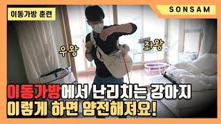 이동가방에서 난리치는 강아지 교육방법 (Feat. 화이트테리어 밀리)