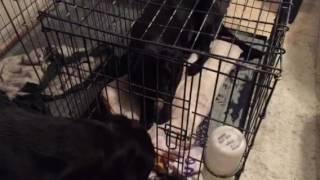 Crazy Mazie frees her sister Stormie