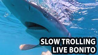 Slow Trolling Live Bonito!