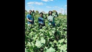 COMMERCIAL COVO PRODUCTION IN ZIMBABWE