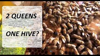 2 QUEENS, One Hive! I find Brood Above the Queen Excluder in MY Struggling Hive. Two Queens or One?