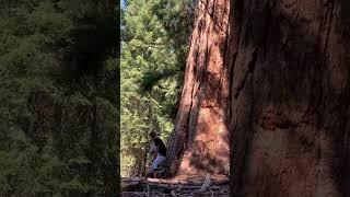 Sequoia park. California.