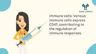Alpha Lifetech Decodes the CD47/MER6 Pathway! 