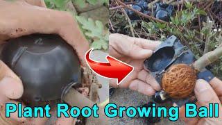 How to Use Air Layering Pods (Propagation Balls ) | Plant Root Growing Box Instructions (Review)