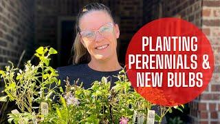 Planting Perennials & New Bulbs From Colorblends!  || Perennial Flowers || Flower Bulbs || Zone 8